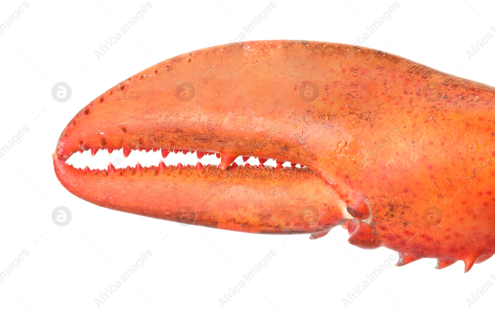 Photo of One fresh lobster's claw isolated on white