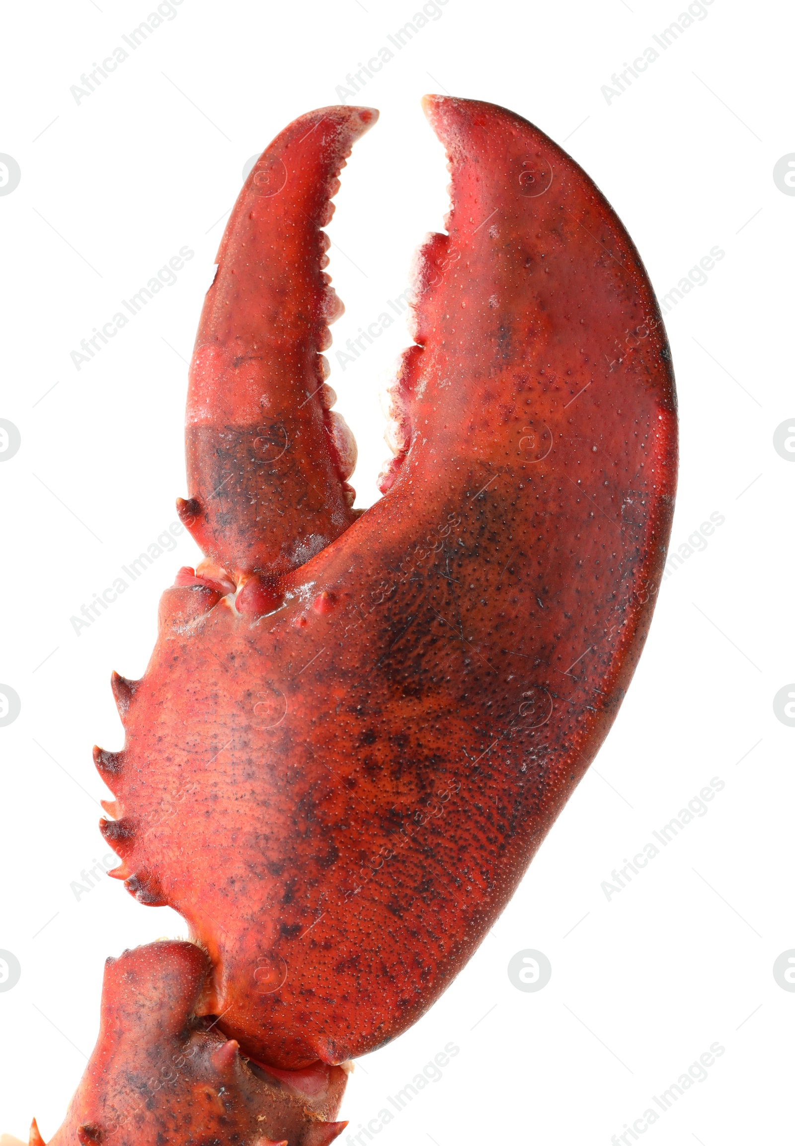 Photo of One fresh lobster's claw isolated on white