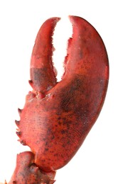 Photo of One fresh lobster's claw isolated on white