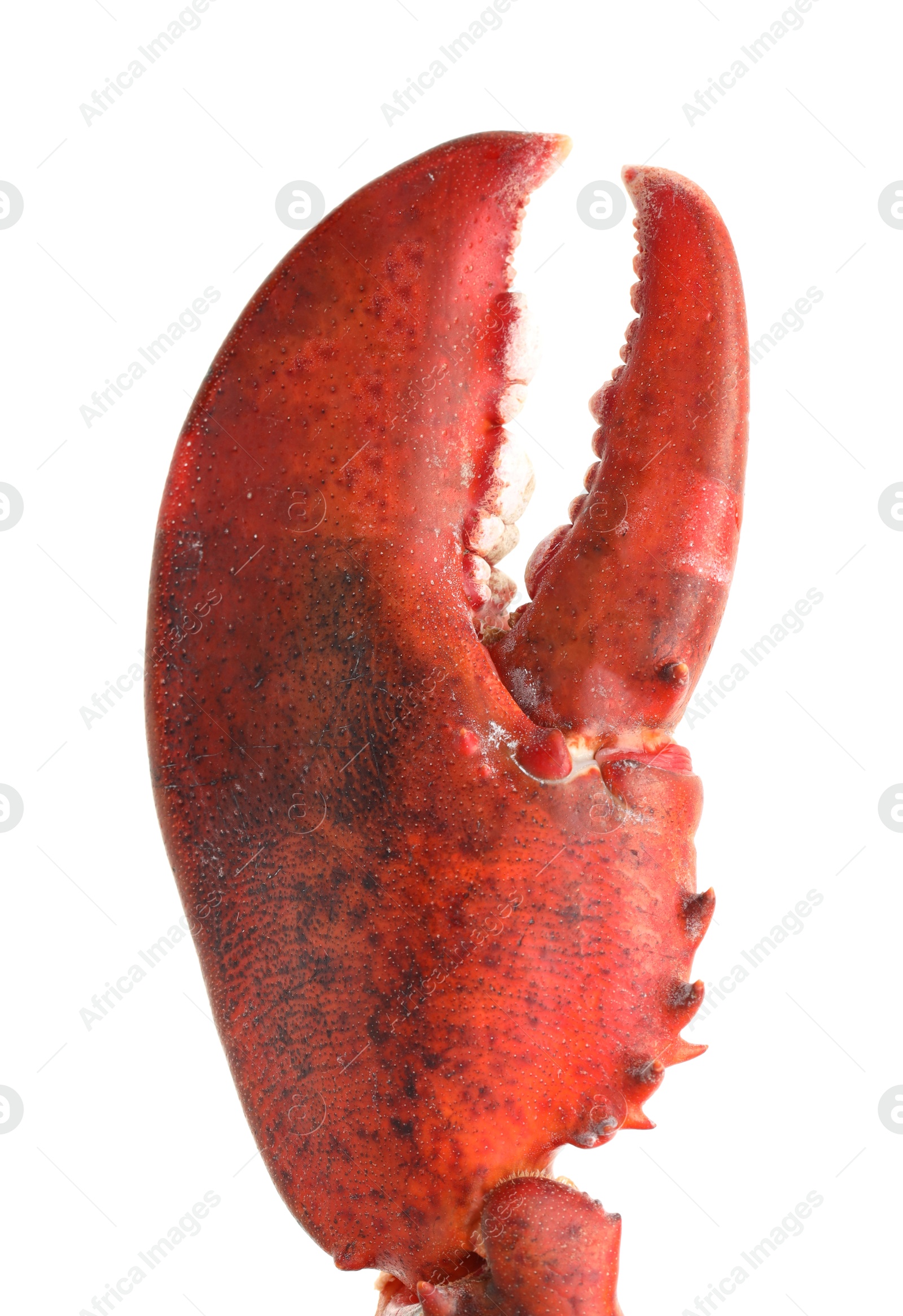 Photo of One fresh lobster's claw isolated on white