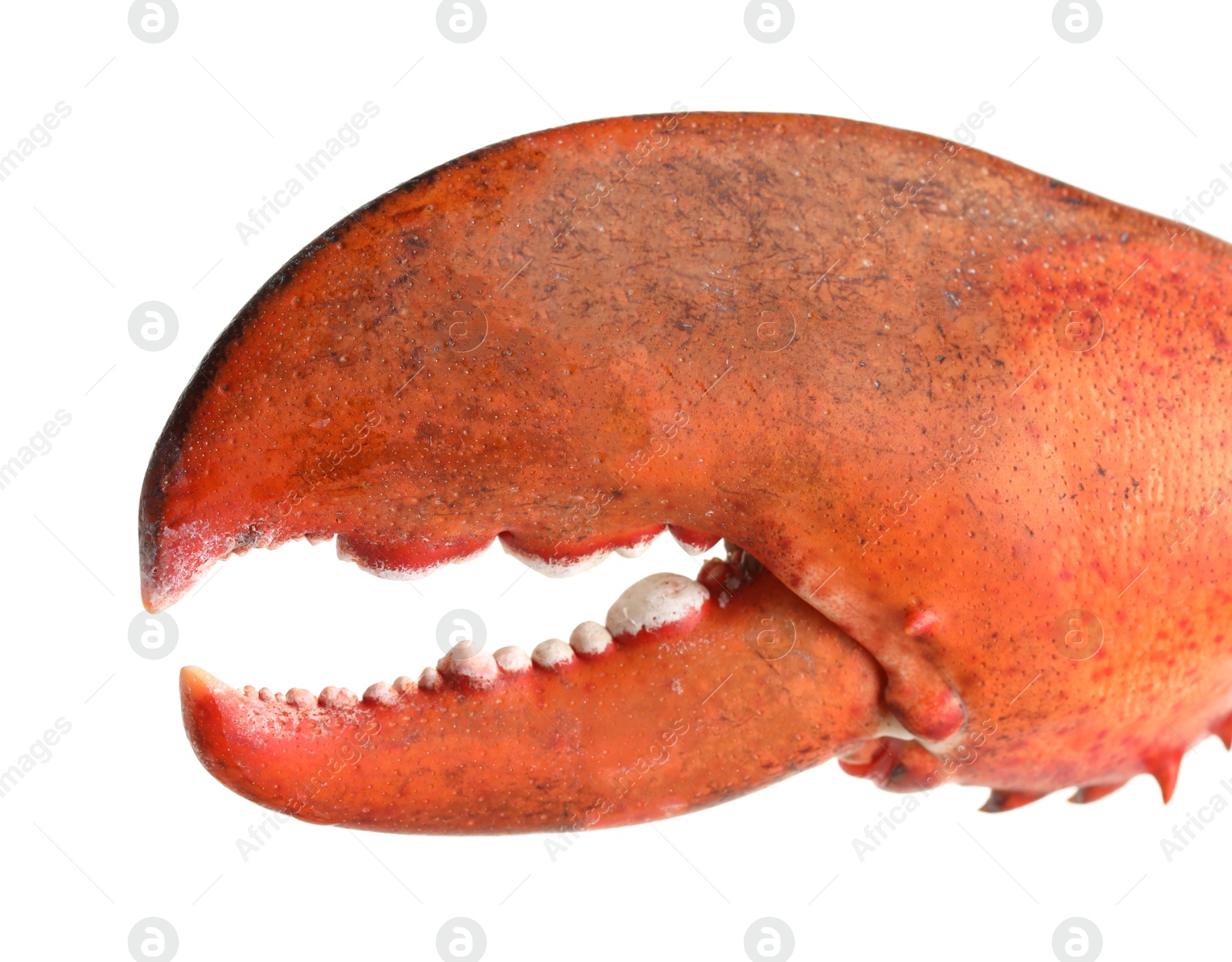 Photo of One fresh lobster's claw isolated on white