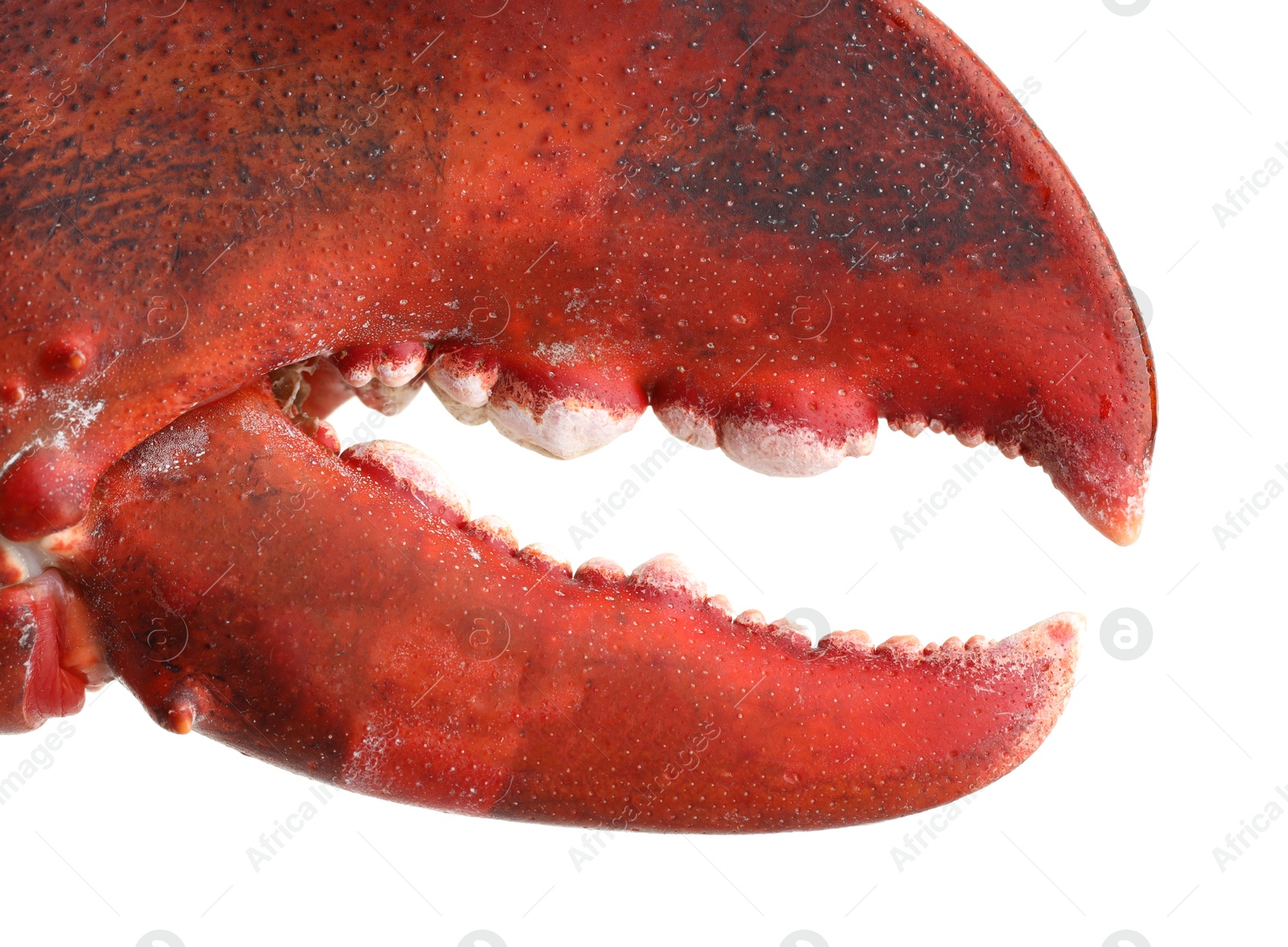 Photo of One fresh lobster's claw isolated on white