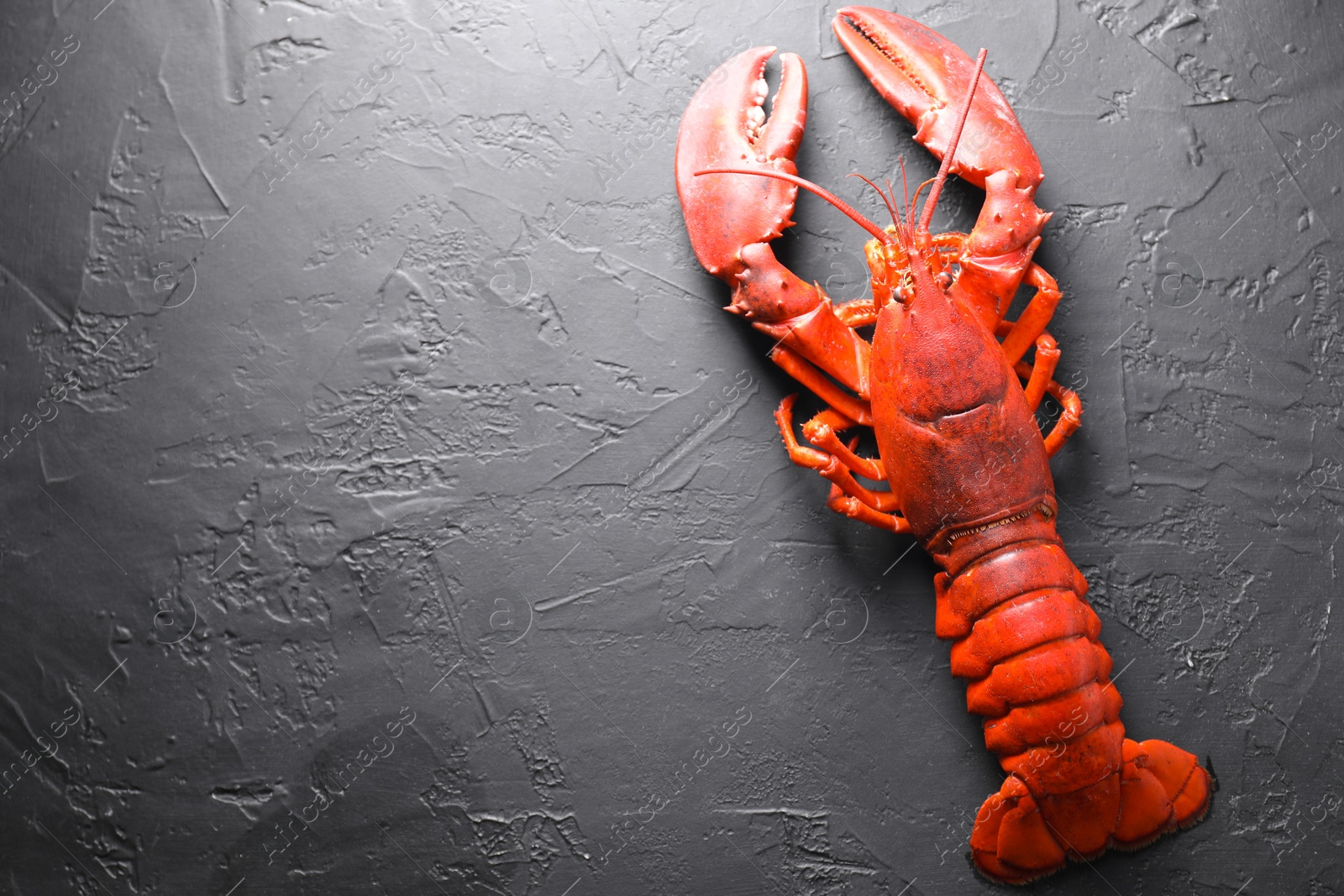 Photo of Delicious boiled lobster on black table, top view. Space for text