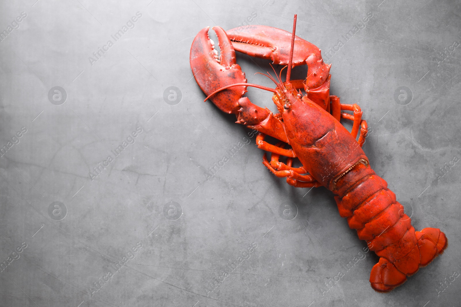 Photo of Delicious boiled lobster on grey table, top view. Space for text