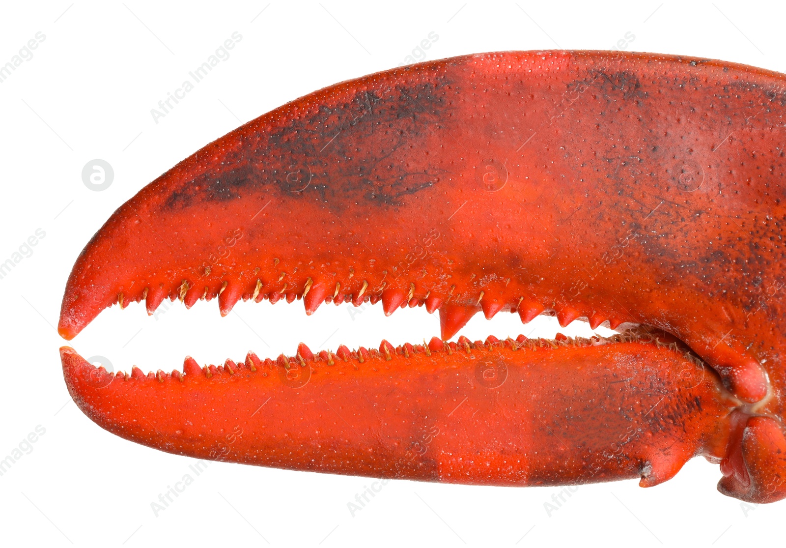 Photo of One fresh lobster's claw isolated on white