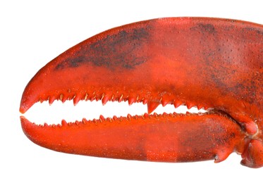 One fresh lobster's claw isolated on white