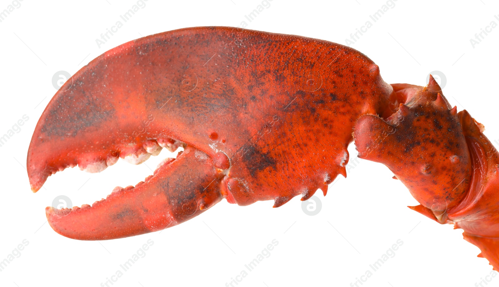 Photo of One fresh lobster's claw isolated on white