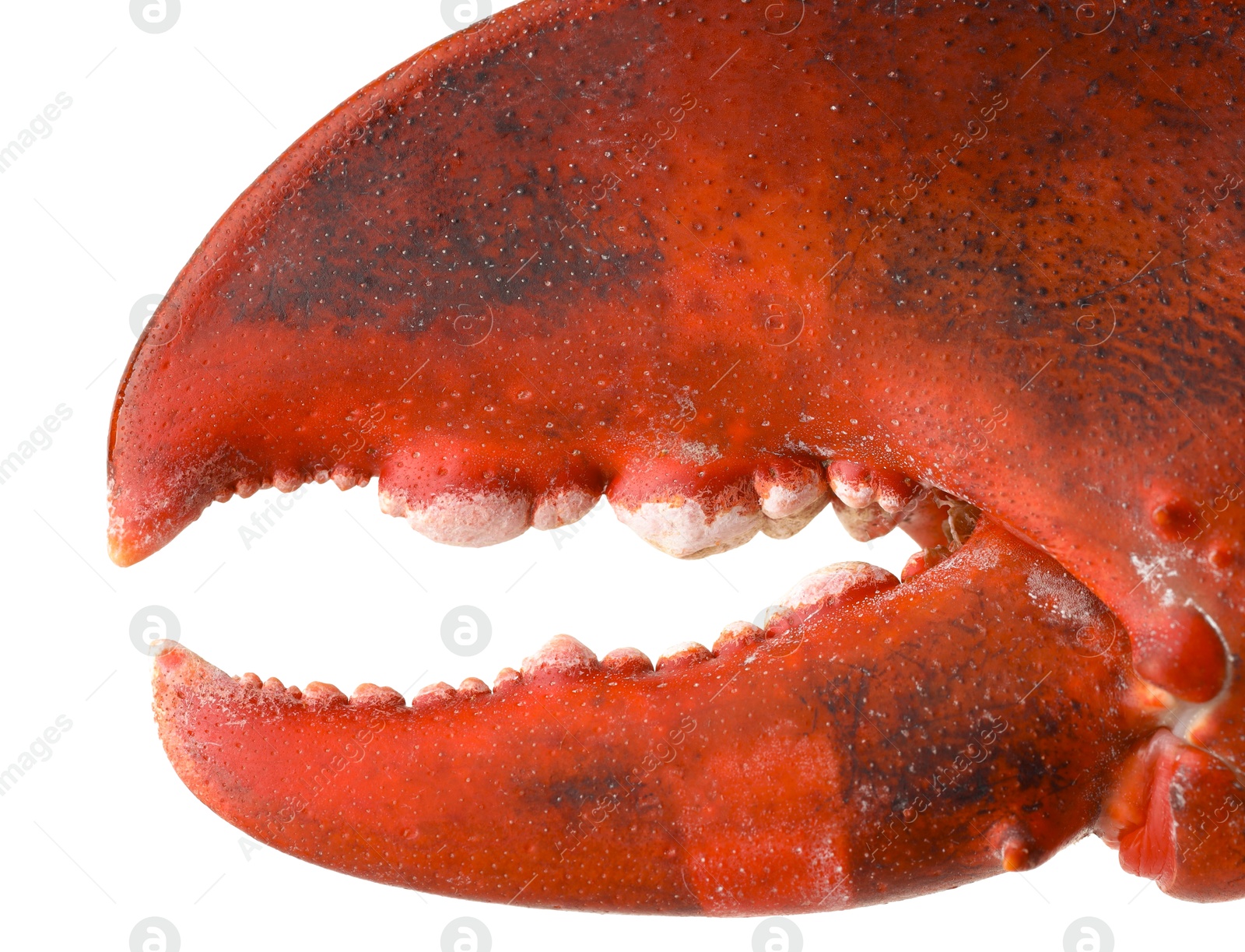 Photo of One fresh lobster's claw isolated on white