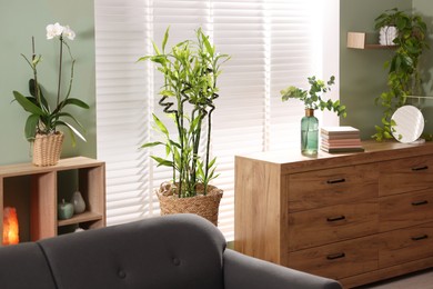 Feng shui. Stylish room with comfortable couch and houseplants