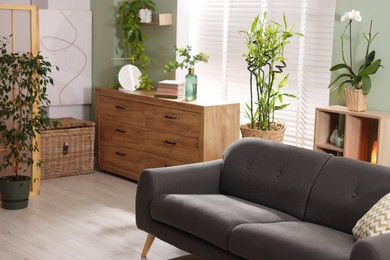 Feng shui. Stylish room with comfortable couch and houseplants