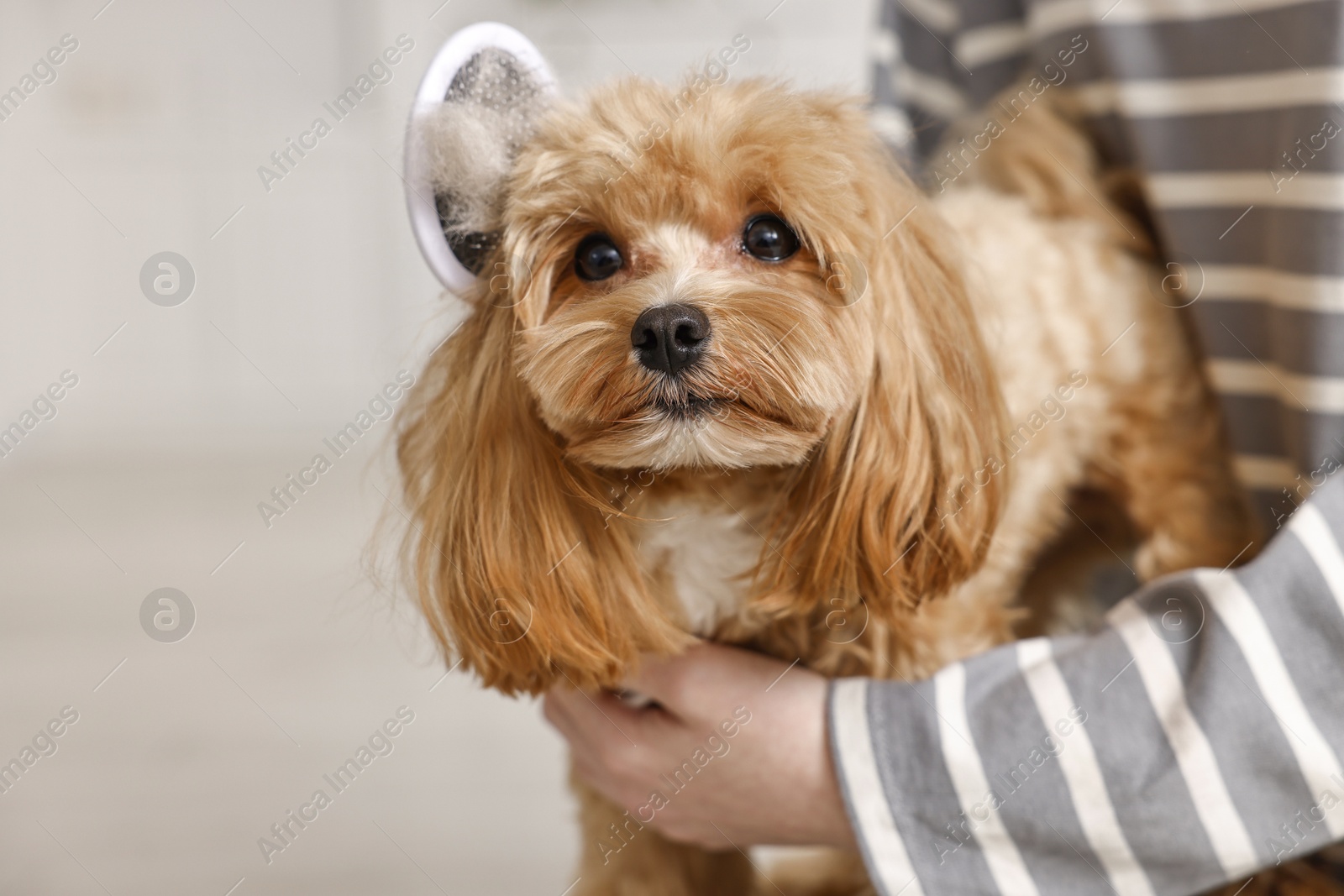 Photo of Woman brushing dog's hair against blurred background, closeup with space for text. Pet grooming