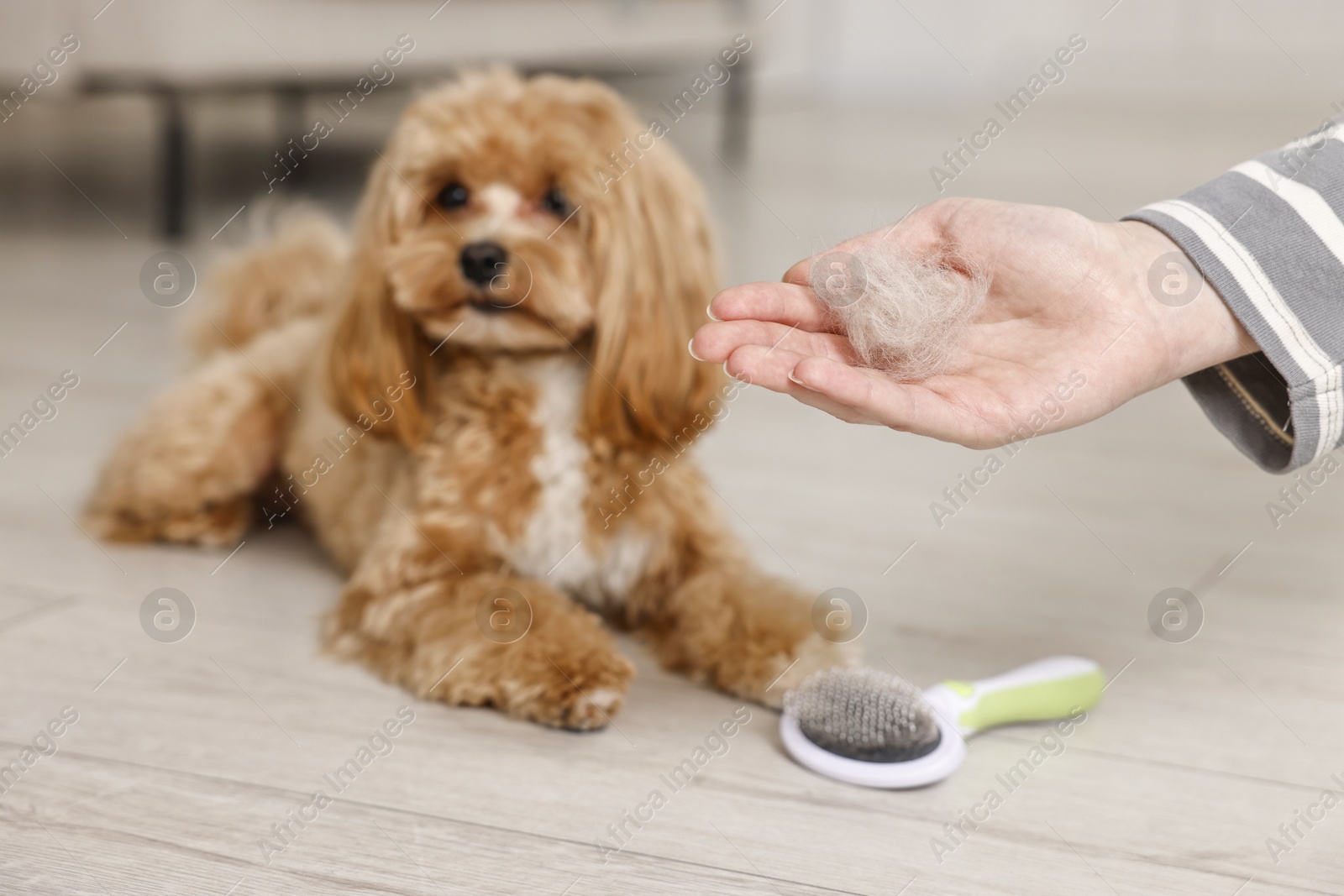 Photo of Woman with pet's hair, cute dog and brush indoors, selective focus