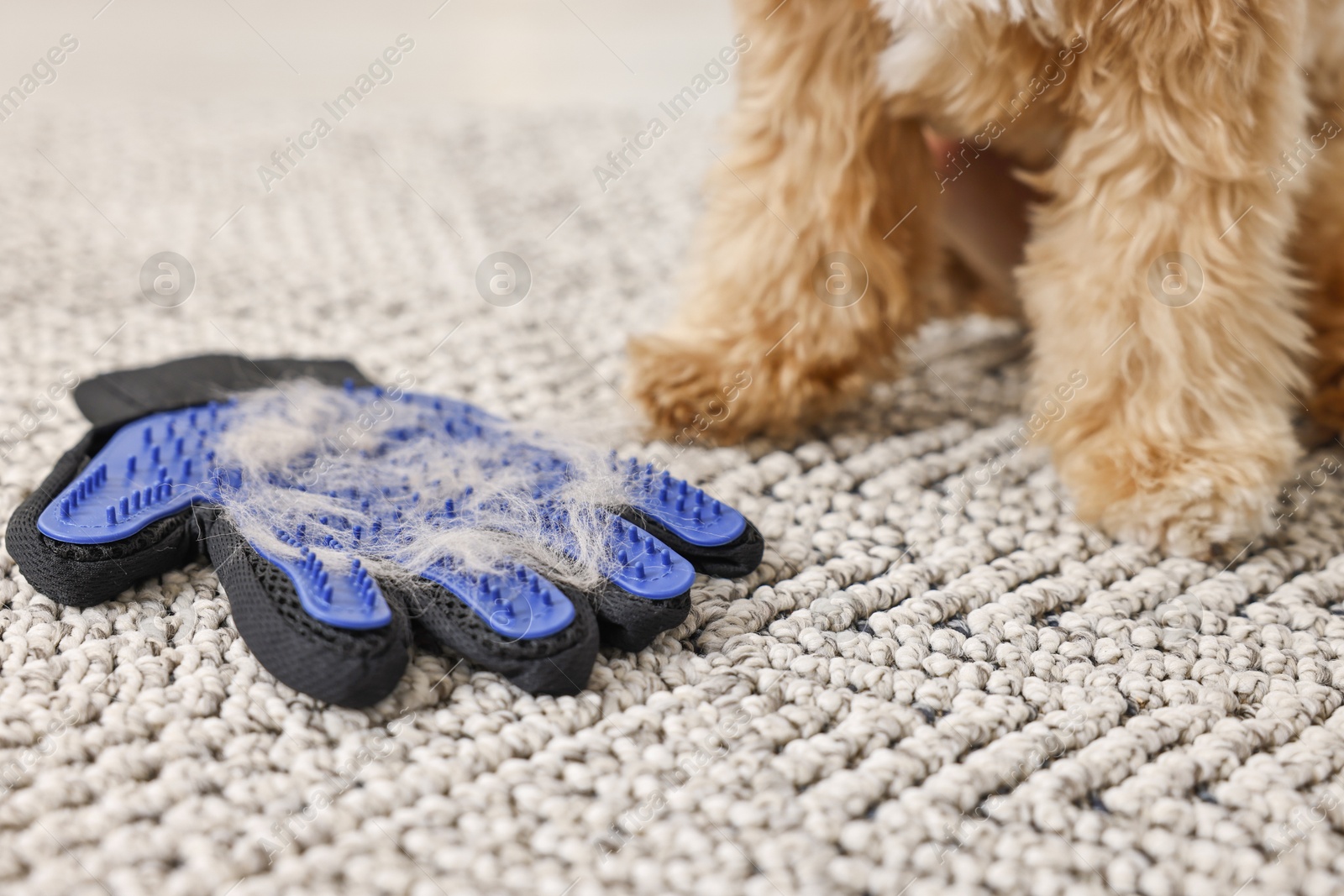 Photo of Dog and grooming glove with pet's hair on floor indoors, closeup