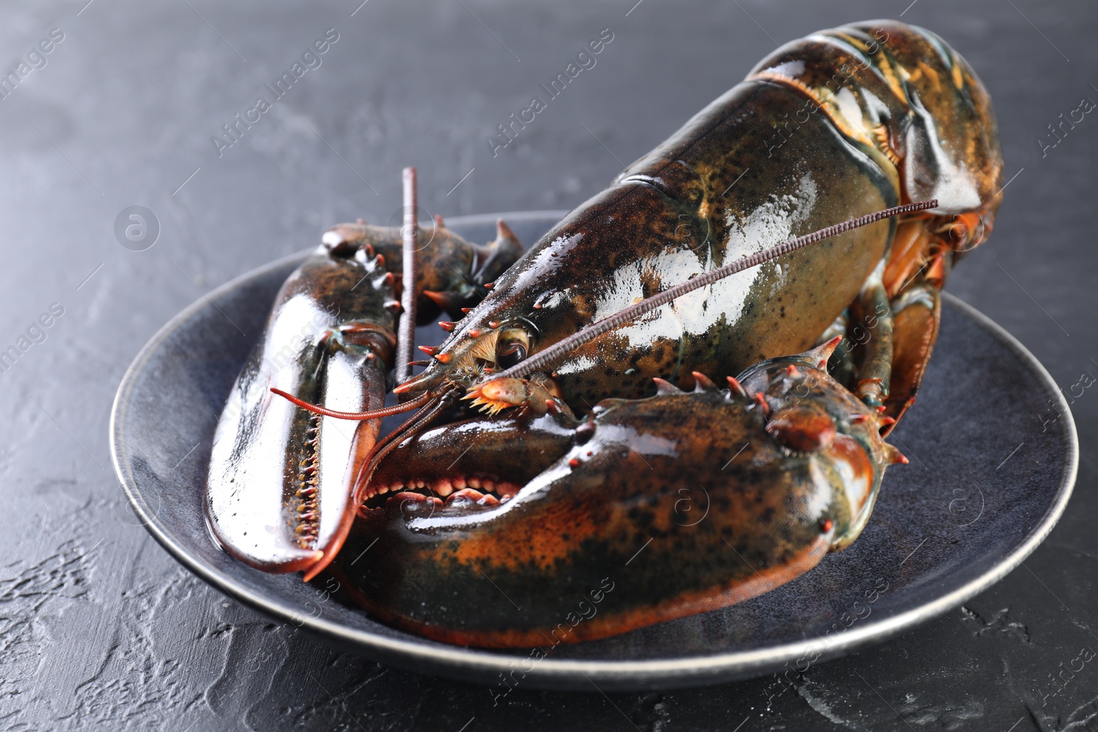 Photo of One raw lobster on black table, closeup