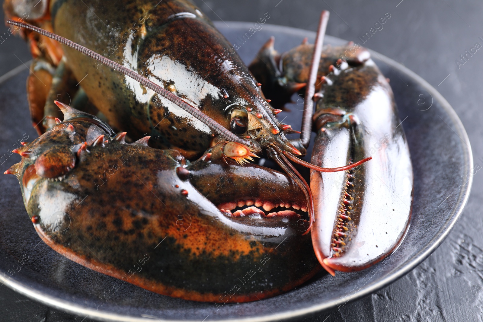 Photo of One raw lobster on black table, closeup