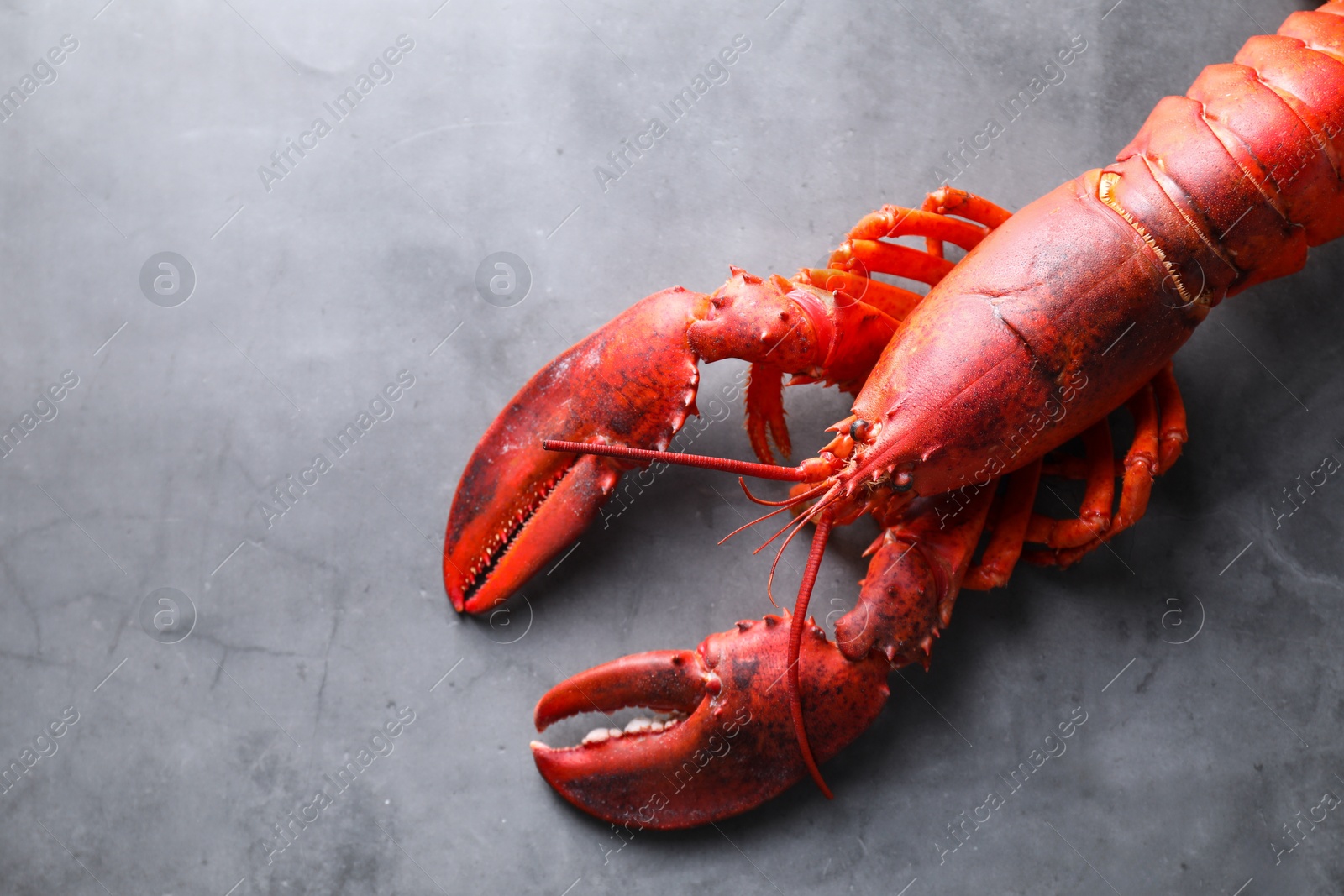 Photo of Delicious boiled lobster on grey table, top view. Space for text