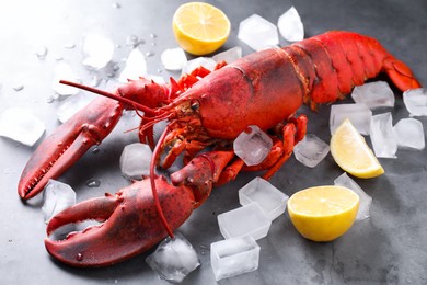 Delicious boiled lobster with ice cubes and lemon pieces on grey table, closeup