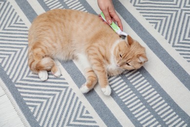 Woman brushing cat's hair on floor, top view. Pet grooming