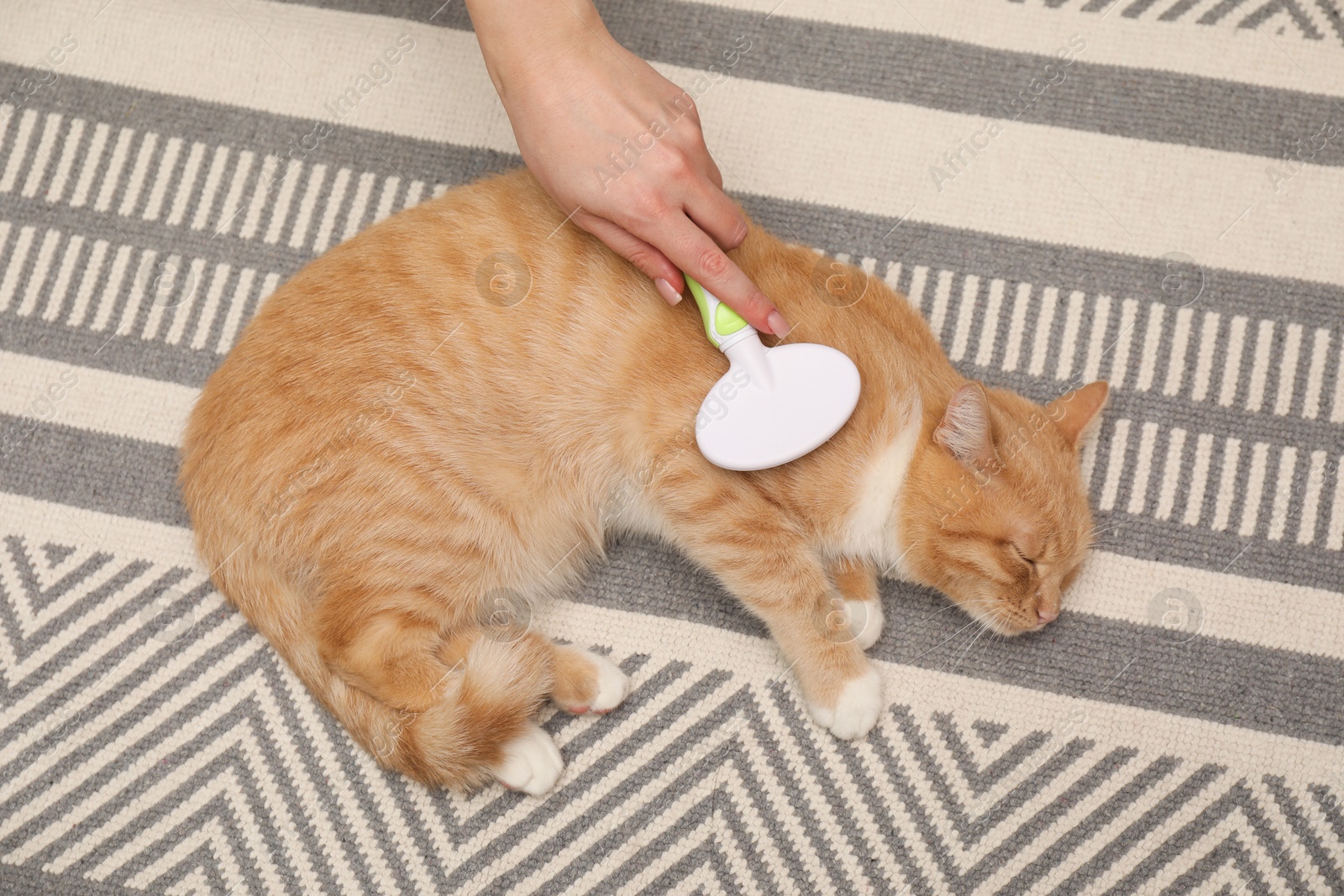 Photo of Woman brushing cat's hair on floor, top view. Pet grooming