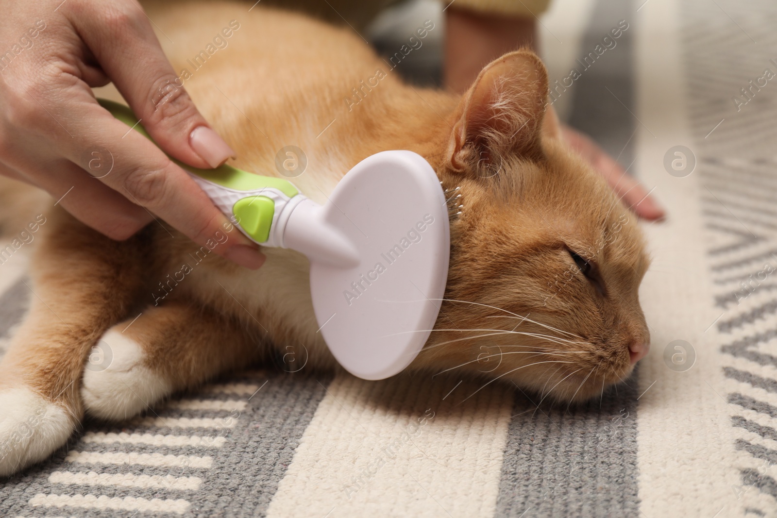 Photo of Woman brushing cat's hair on floor, closeup. Pet grooming