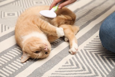 Photo of Woman brushing cat's hair on floor, closeup. Pet grooming