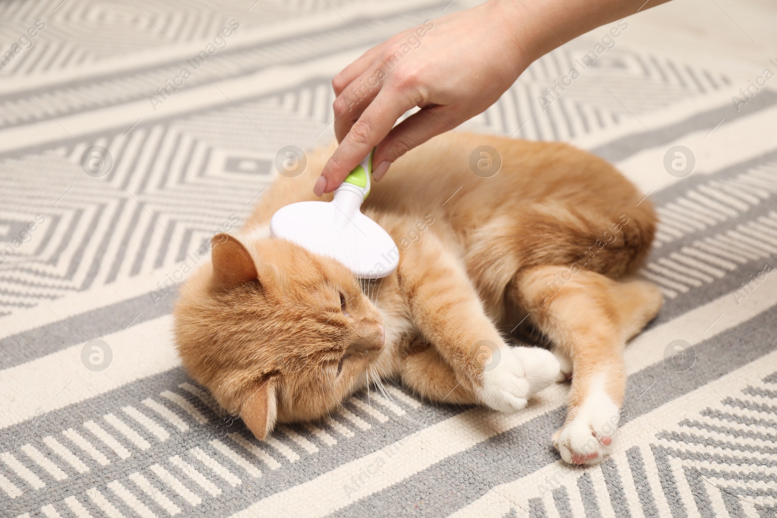 Photo of Woman brushing cat's hair on floor, closeup. Pet grooming