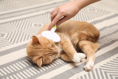 Photo of Woman brushing cat's hair on floor, closeup. Pet grooming