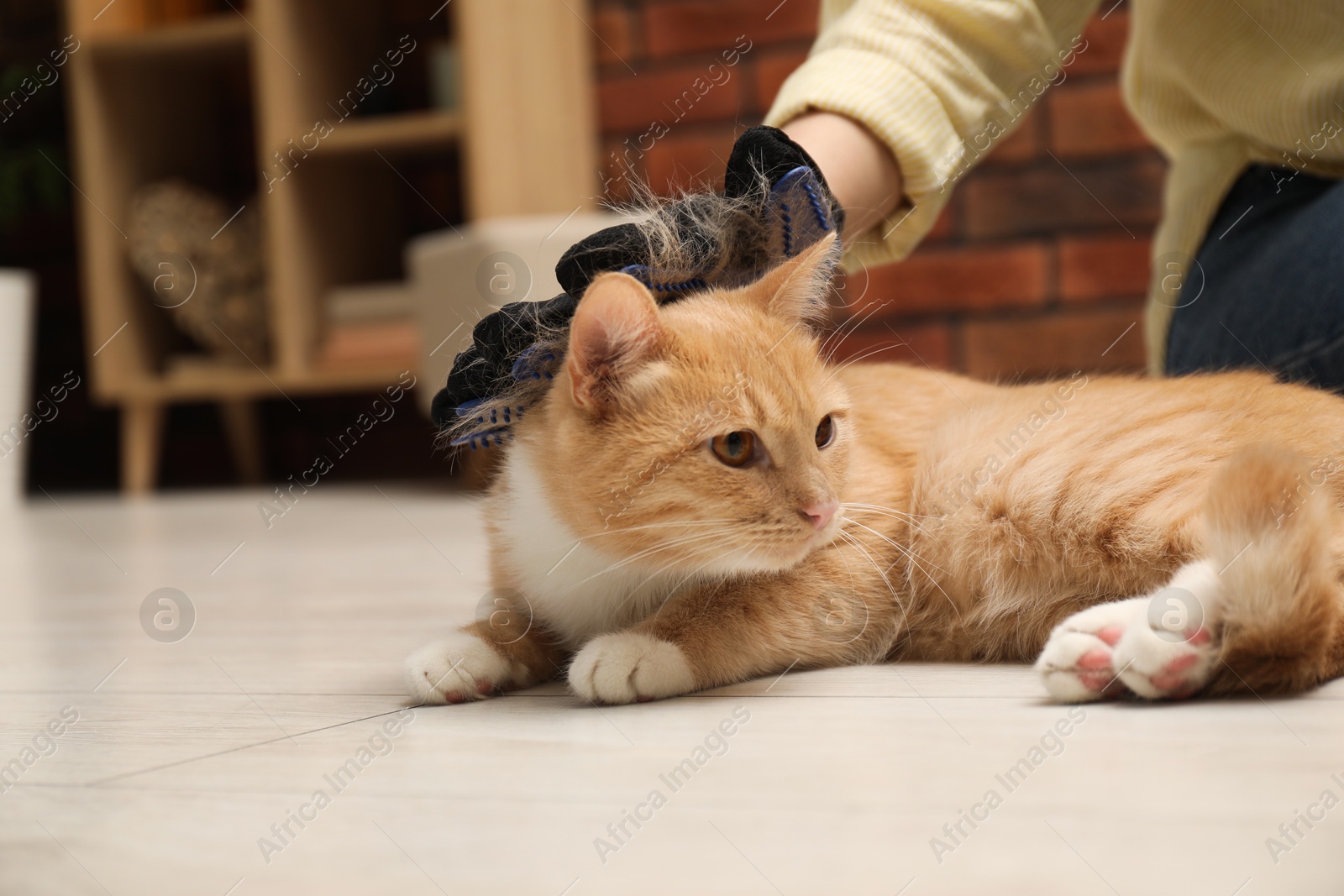 Photo of Woman brushing cat's hair with glove on floor at home, closeup and space for text. Pet grooming