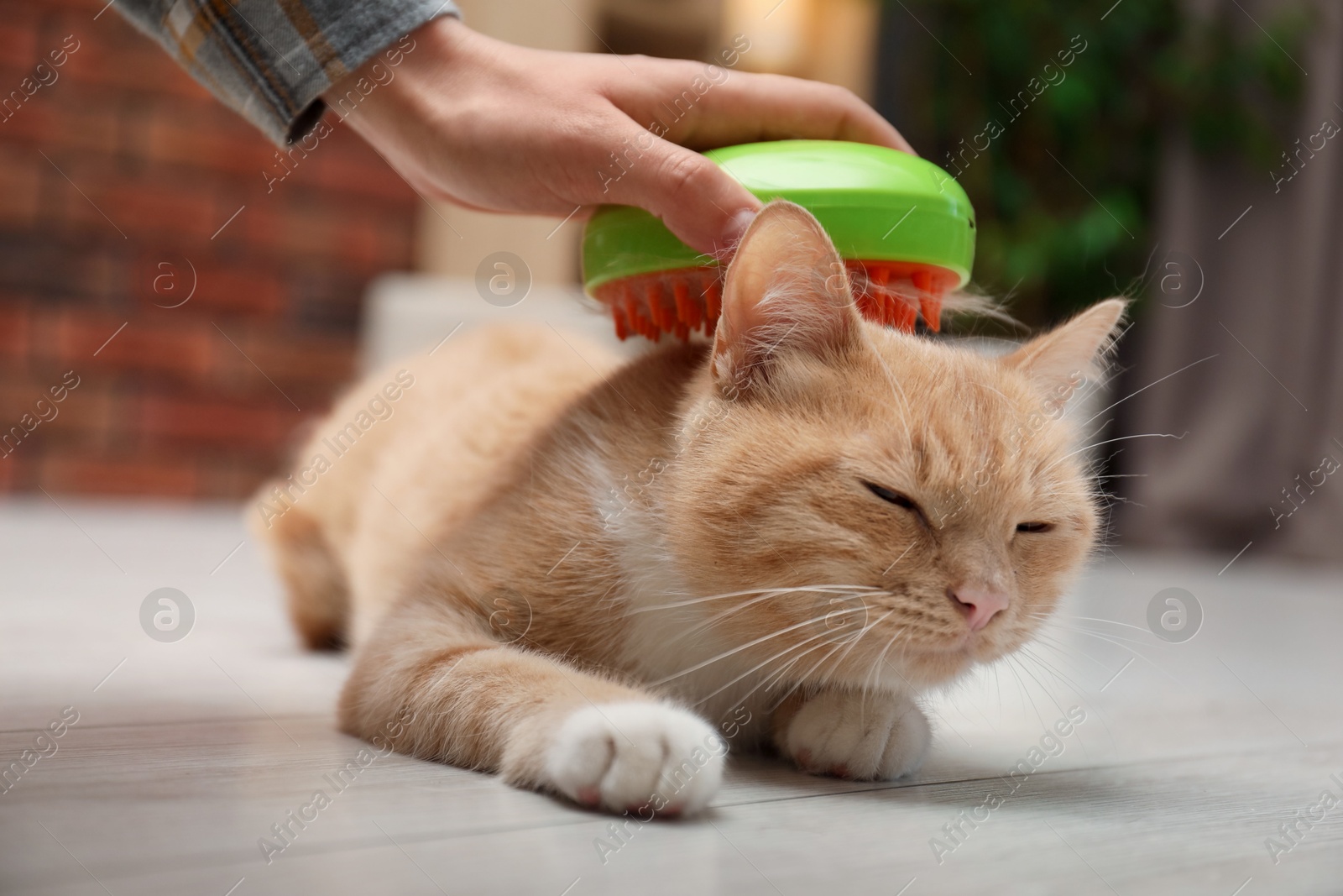 Photo of Woman brushing cat's hair on floor at home, closeup. Pet grooming