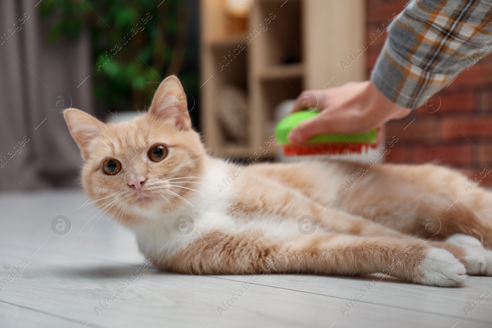 Photo of Woman brushing cat's hair on floor at home, closeup. Pet grooming