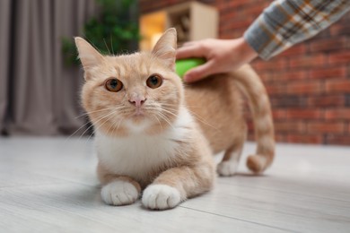 Photo of Woman brushing cat's hair on floor at home, selective focus. Pet grooming