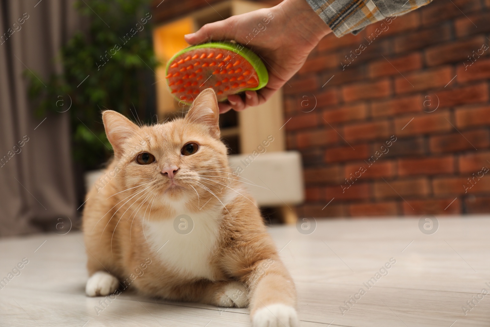 Photo of Woman brushing cat's hair on floor at home, closeup. Pet grooming