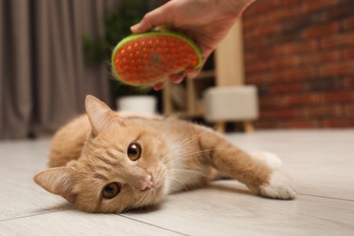 Woman brushing cat's hair on floor at home, closeup. Pet grooming