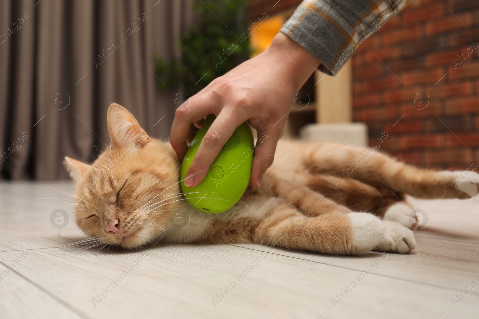 Photo of Woman brushing cat's hair on floor at home, closeup. Pet grooming