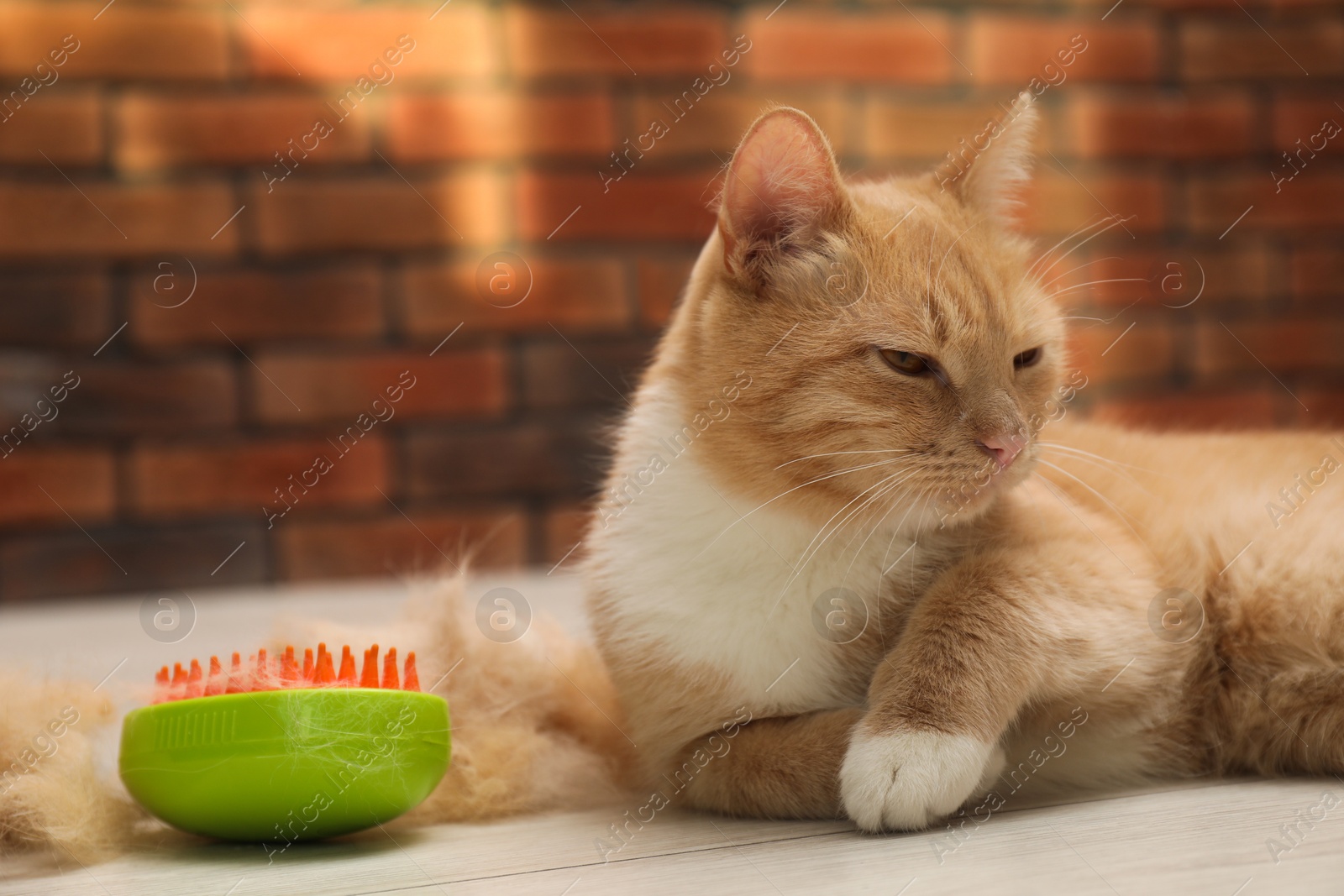 Photo of Cute ginger cat, brush and pile of pet's hair on floor at home, closeup