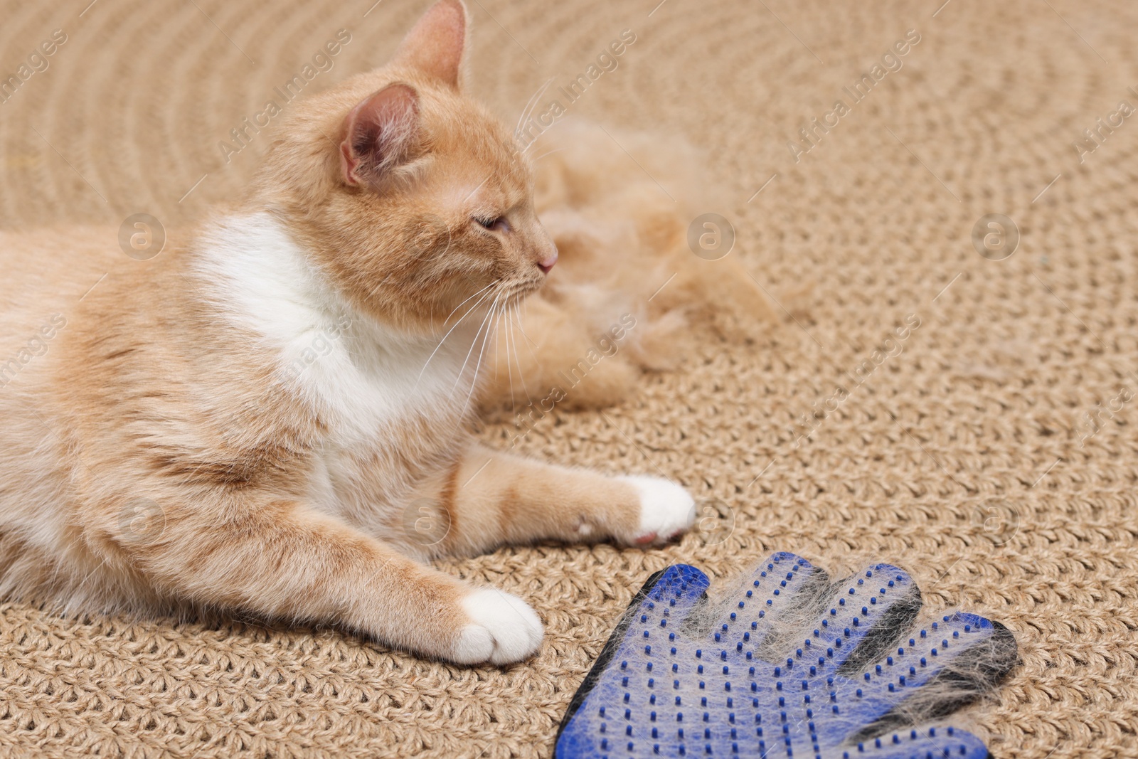 Photo of Cute ginger cat, grooming glove and pile of pet's hair on floor