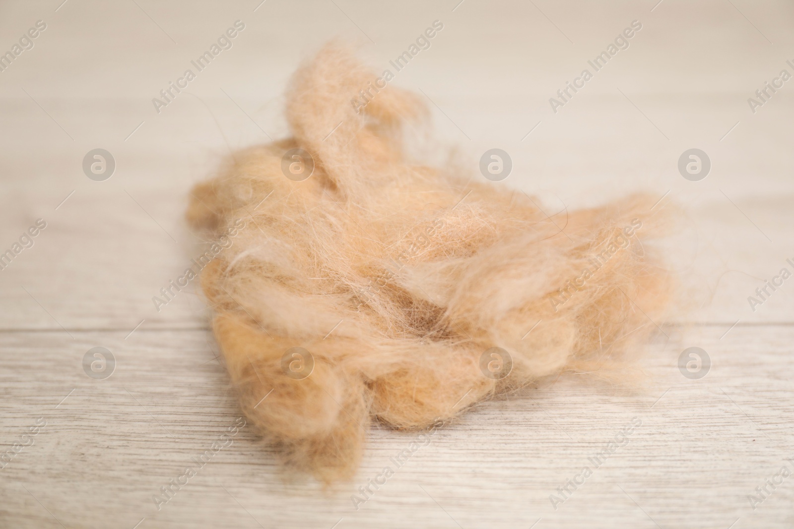 Photo of Pile of pet's hair on wooden floor, closeup