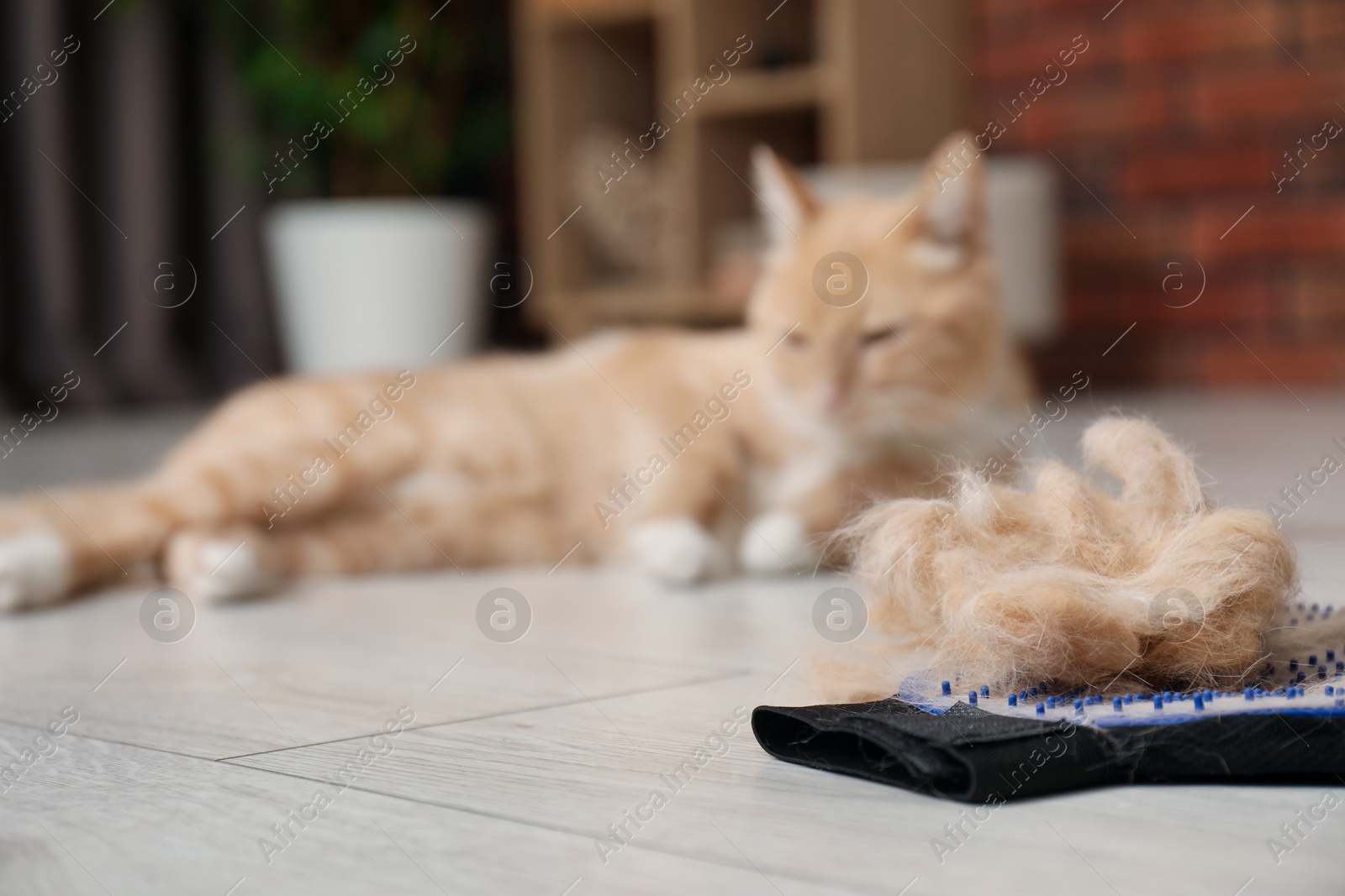 Photo of Grooming glove with pet's hair and cat on floor indoors, selective focus