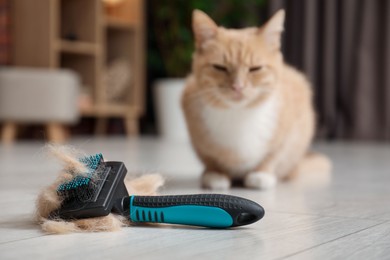 Photo of Brush with pet's hair and cat on floor indoors, selective focus