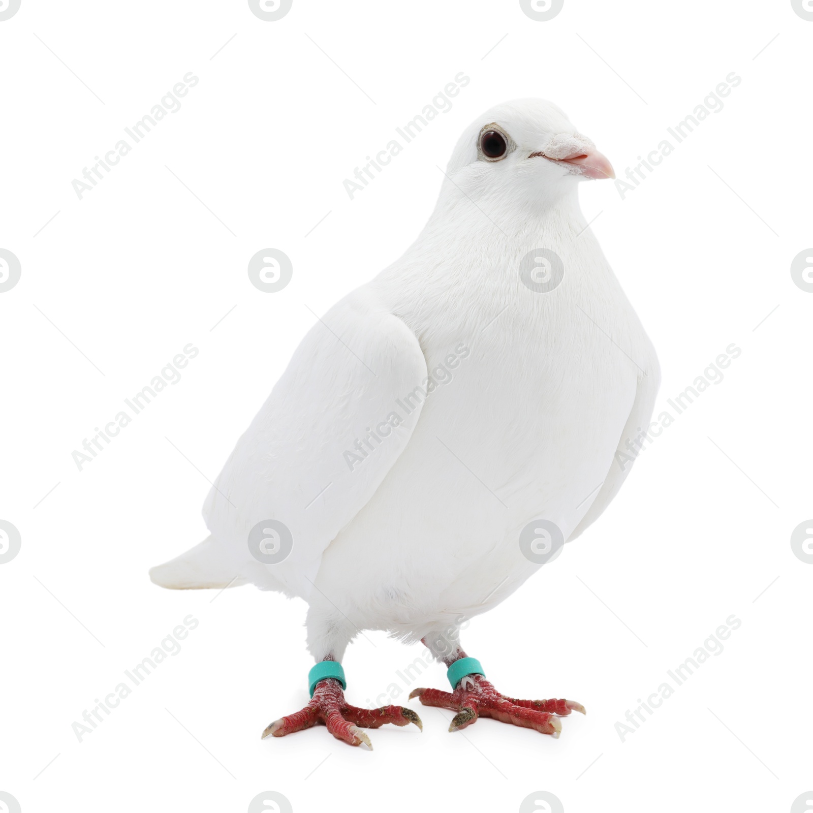 Photo of One dove on white background. Beautiful bird