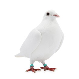 Photo of One dove on white background. Beautiful bird