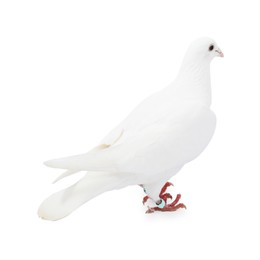 Photo of One dove on white background. Beautiful bird