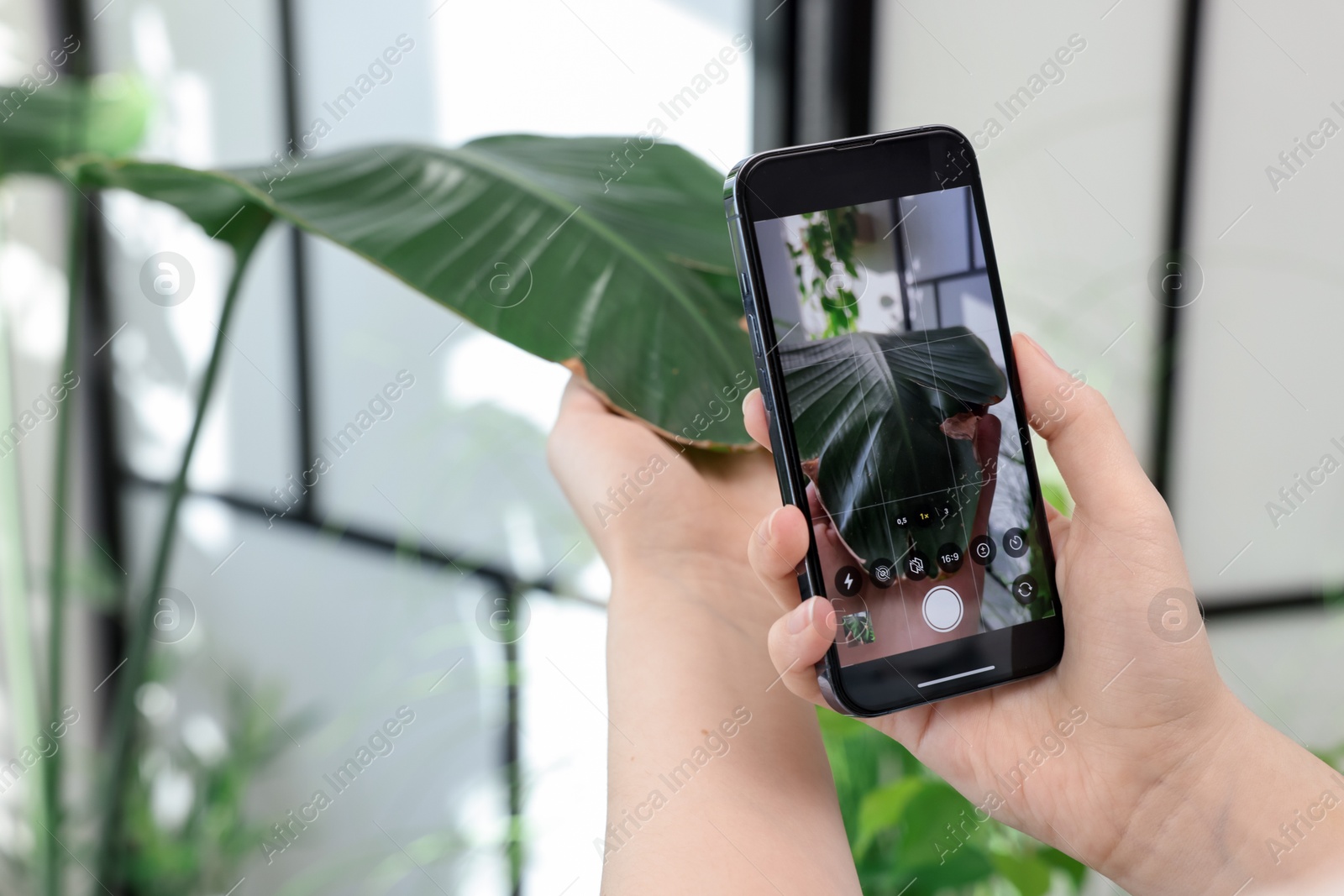 Photo of Woman scanning houseplant with smartphone to identify disease indoors, closeup