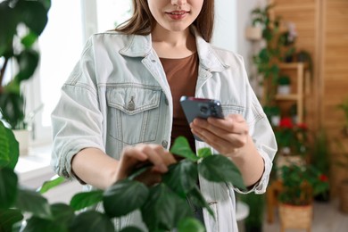 Woman using houseplant recognition application on smartphone indoors, closeup