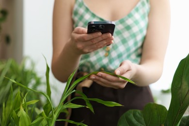 Woman using houseplant recognition application on smartphone indoors, closeup