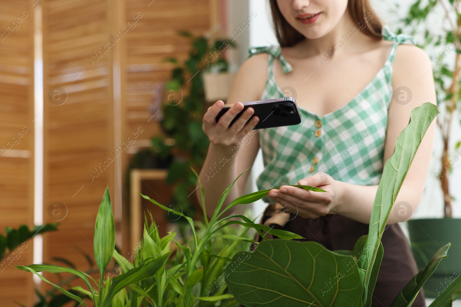 Photo of Woman using houseplant recognition application on smartphone indoors, closeup