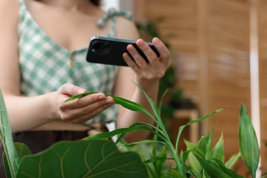 Photo of Woman using houseplant recognition application on smartphone indoors, closeup