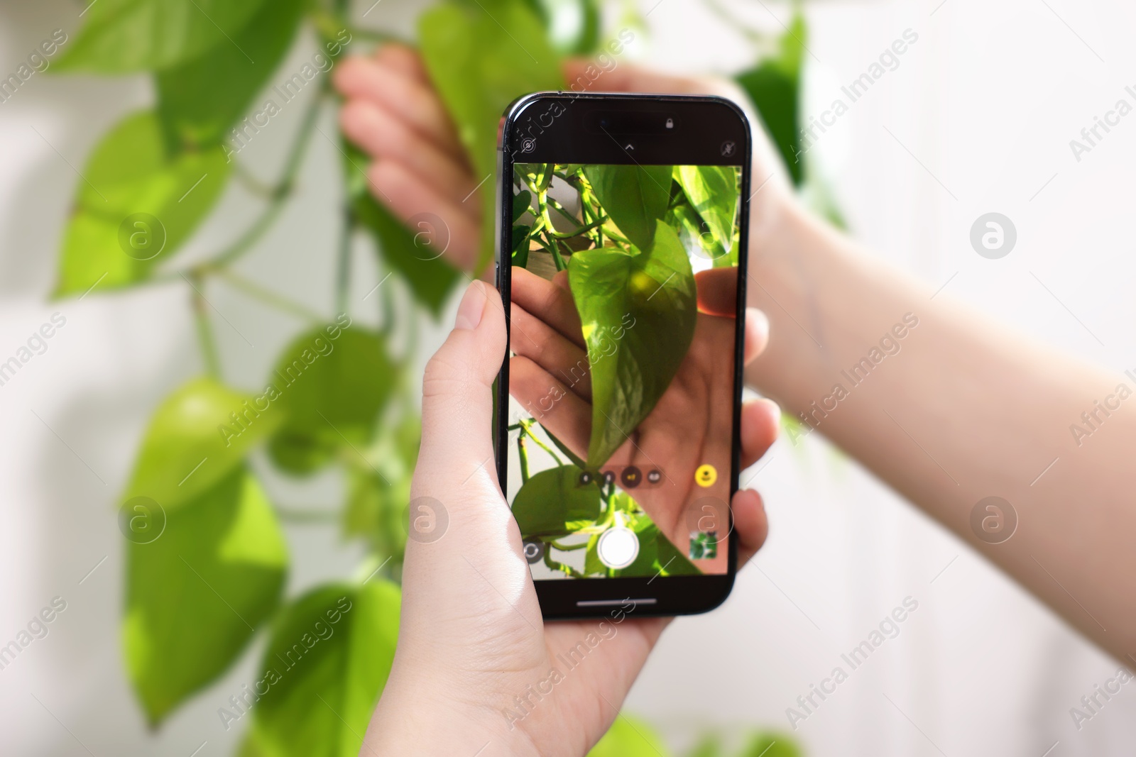 Photo of Woman using houseplant recognition application on smartphone indoors, closeup