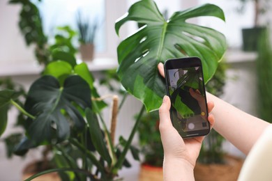 Photo of Woman using houseplant recognition application on smartphone indoors, closeup