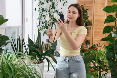 Photo of Woman using houseplant recognition application on smartphone indoors